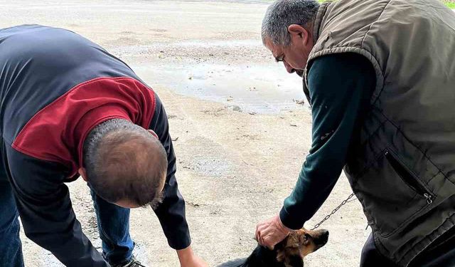 Ortaca'da kedi ve köpeklere kuduz aşısı uygulandı