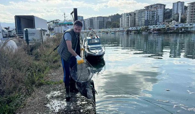 Rize'nin Pazar ilçesinde aşırı avlanma sonrası temizlik yapıldı