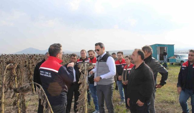 Selim'de 80 dönümlük tarlada ayçiçeği hasadı tamamlandı