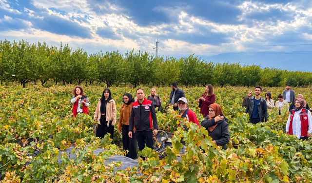Üniversite öğrencileri Erzincan'da çiftçiye bağ bozumu desteği verdi