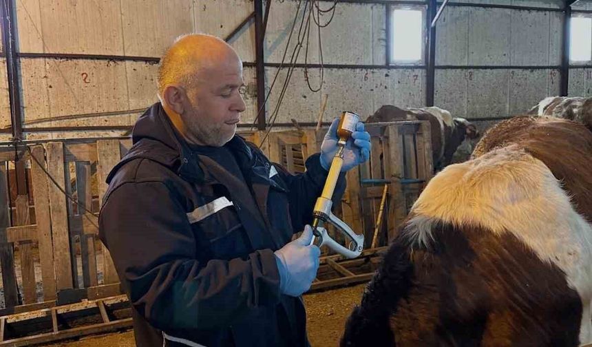 Aydıntepe'de şap aşılama ve küpeleme çalışmaları sürüyor