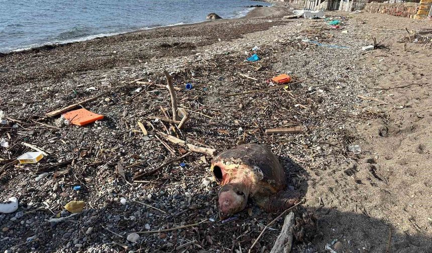 Ayvacık'ta ölü caretta caretta sahile vurdu