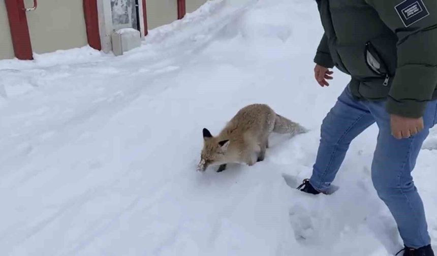Kızıl Tilki Şehir Merkezinde Görüntülendi