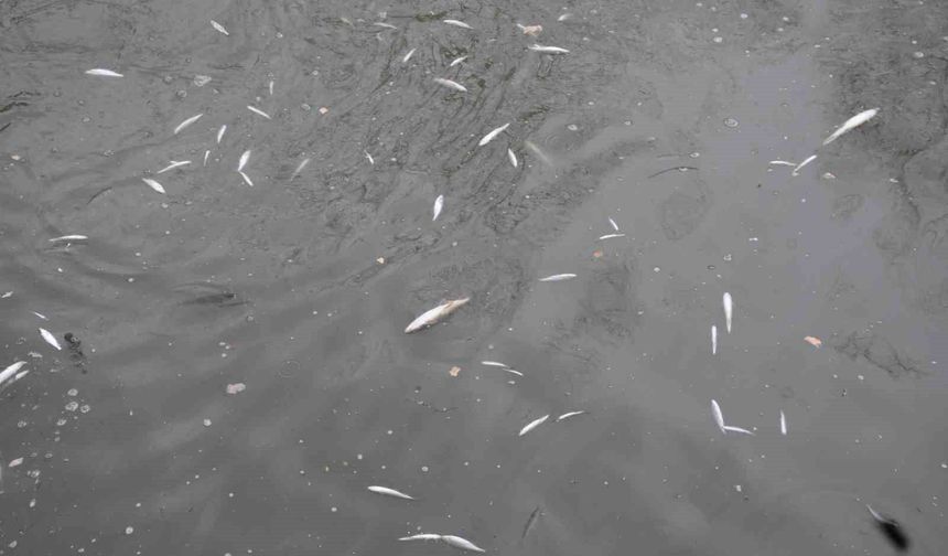 Çayda korkutan görüntü: Yüzeye çıkan balıklar ölüyor