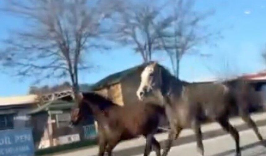 Çorum'da başıboş atlar trafiği tehlikeye attı: O anlar kamerada