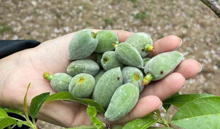 Datça'nın ünlü 'çağla badem'i tezgaha inmeye hazır