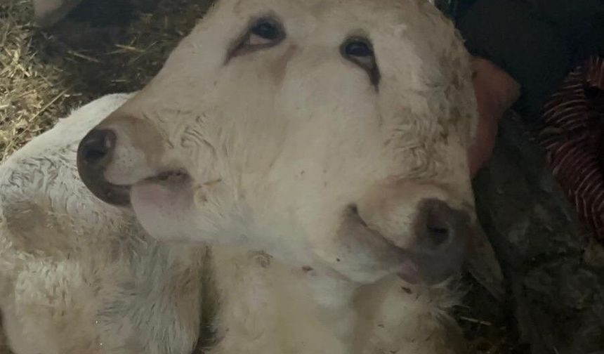Erzurum'da çift başlı buzağı dünyaya geldi