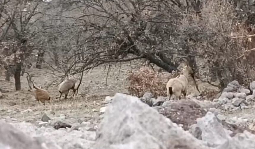 Malatya'da sürü halindeki yaban keçileri görüntülendi