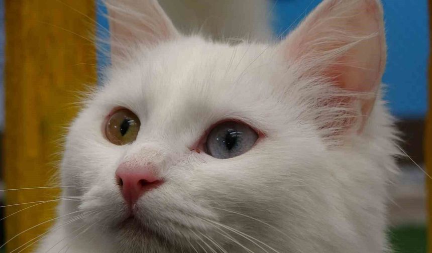 Van kedileri yılda üç kez kızgınlık dönemine giriyor