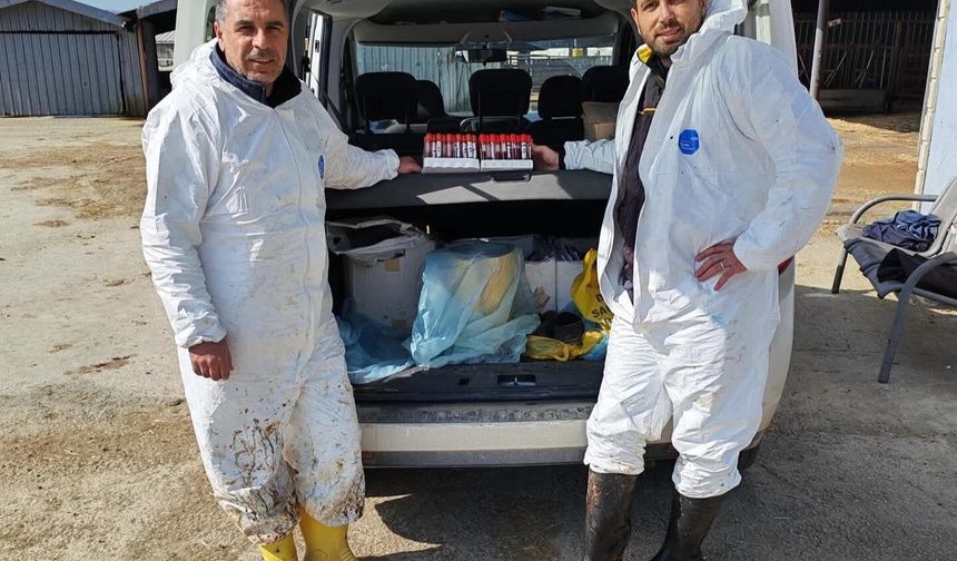 Ari işletmede tüberküloz ve brusella testi yapıldı