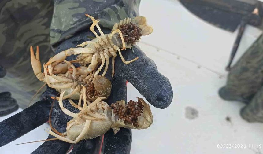 Eğirdir Gölü'nde kaçak pinterlere el konuldu, kerevitler göle bırakıldı