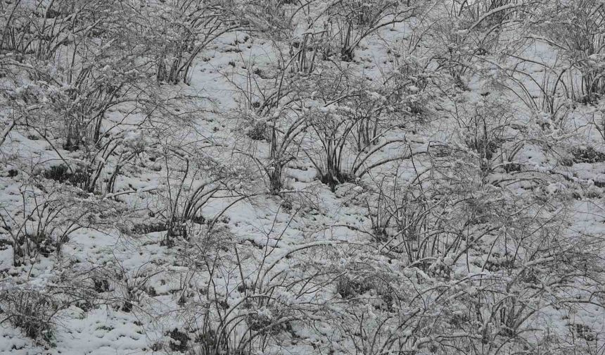 Fındıkta zirai don tehlikesi devam ediyor