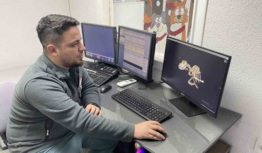 Kulağından beynine tümör yayılan sokak köpeği zorlu operasyonla hayata tutundu