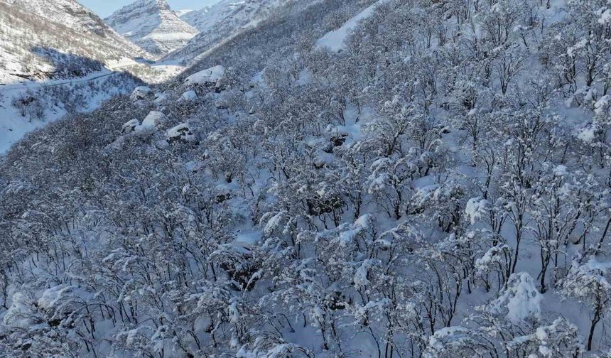Şırnak'ta ormanlık alan beyaza büründü