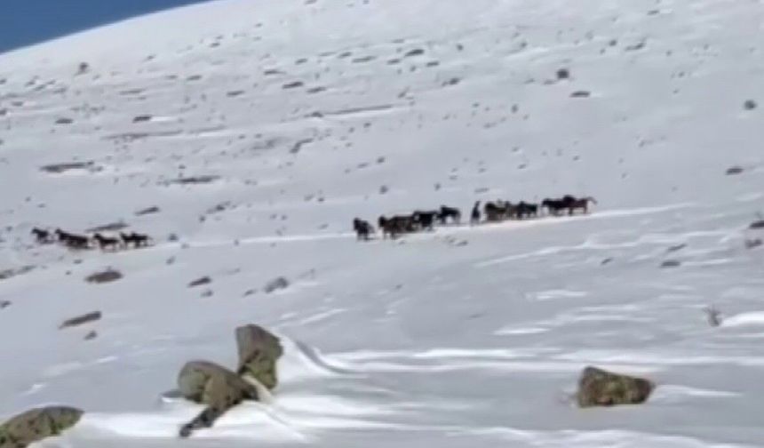Yılkı atları karla kaplı doğada dans etti, o anlar cep telefonu kamerasına yansıdı
