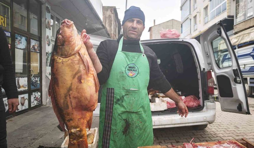 Ahlat'ta Büyük Sazan Balıklarına Artan İlgi