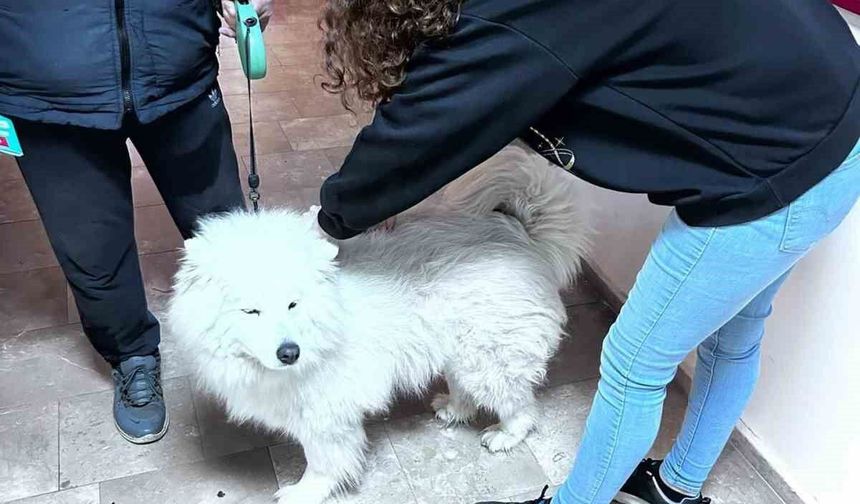 Didim'de evcil hayvanlar için aşılama çalışmaları sürüyor