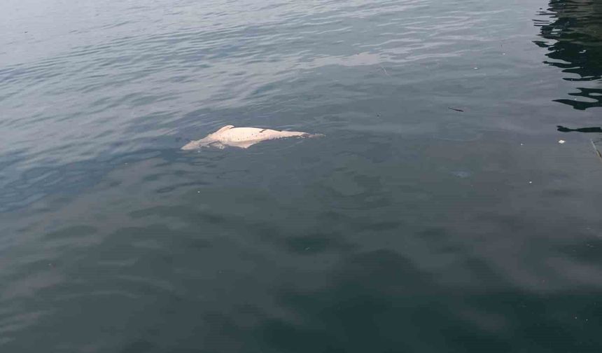 Kocaeli Kıyısında Çürüyen Ölü Yunus Tespit Edildi