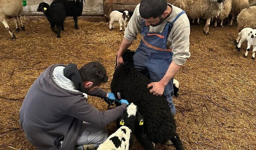 Refahiye'de Hayvan Sağlığı İçin Saha Çalışmaları Devam Ediyor