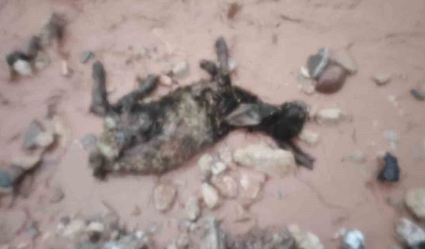 Şırnak'ta Sel Felaketi: Hayvanlar Zarar Gördü, Çadırlar Su İçinde Kaldı