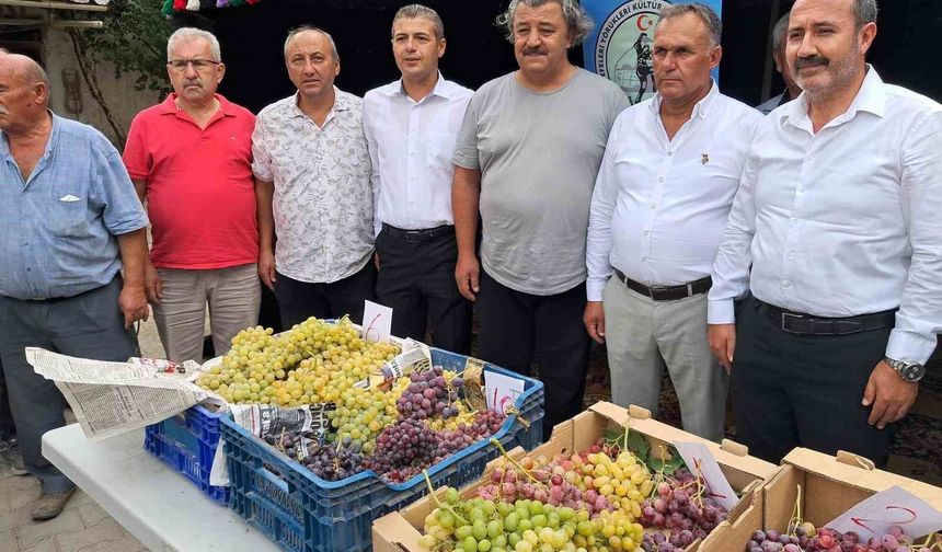 Avşar Üzümü coğrafi işaretle onaylandı