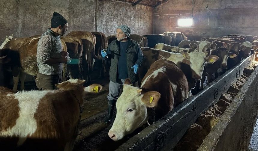 Aydıntepe'de 23 Köy ve 4 Mahallede Şap Aşılaması Tamamlandı