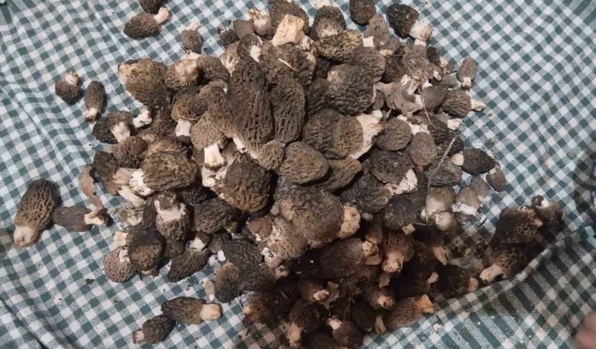 Beyşehir'de kuzugöbeği hasat zamanı