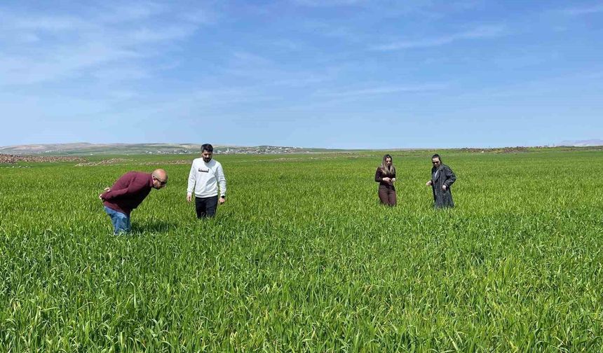 Cizre'de 'süne' zararlısına karşı önlem alınıyor