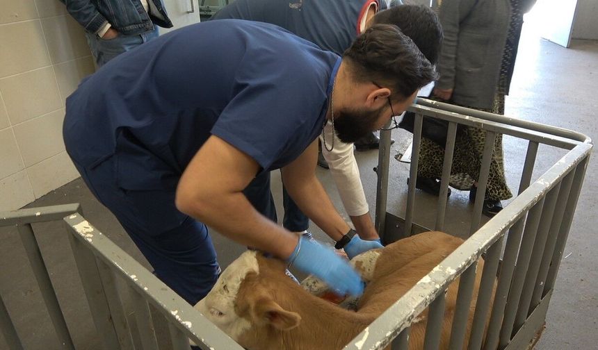 OMÜ Hayvan Hastanesi 2025'te 30 bin vaka ile yoğun hizmet verdi