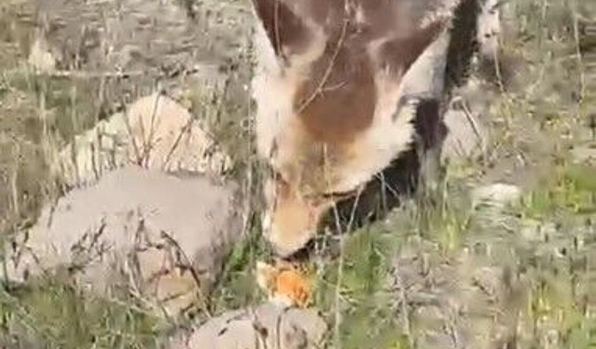 Ahlat'ta bir tilki piknikte insanla buluştu