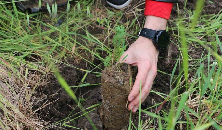 Aliağa'da yangın sonrası fıstık çamı fidanları toprakla buluştu