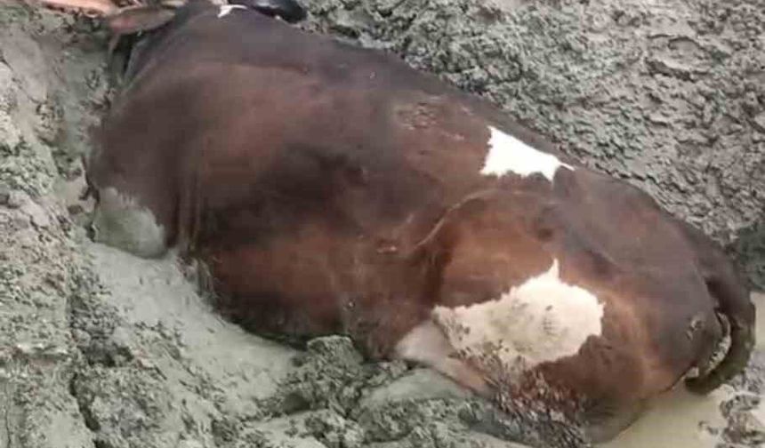 Bataklığa saplanan inek iş makinesiyle kurtarıldı