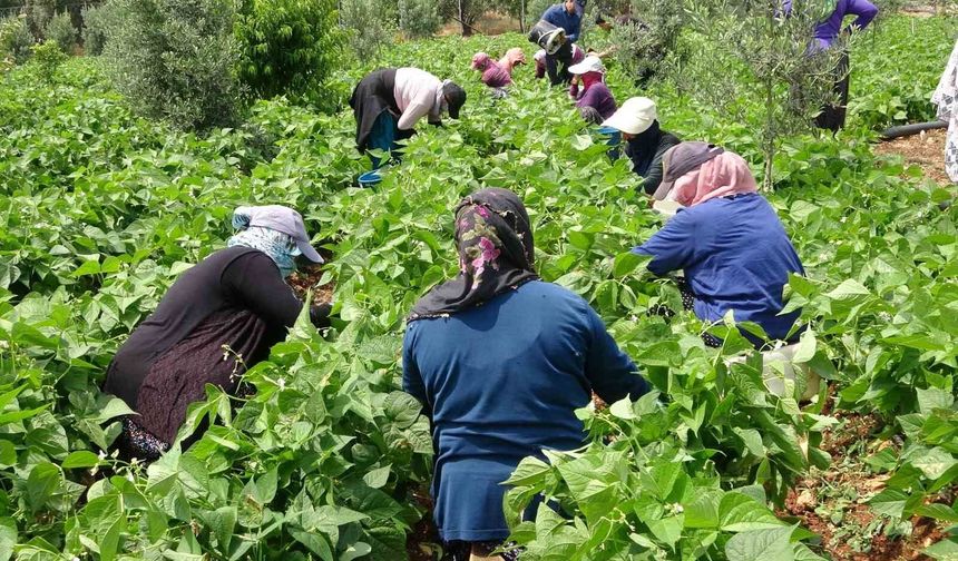 Mersin'de turfanda sarıkız fasulyesi hasadı başladı: Kilosu 100 TL'den satılıyor