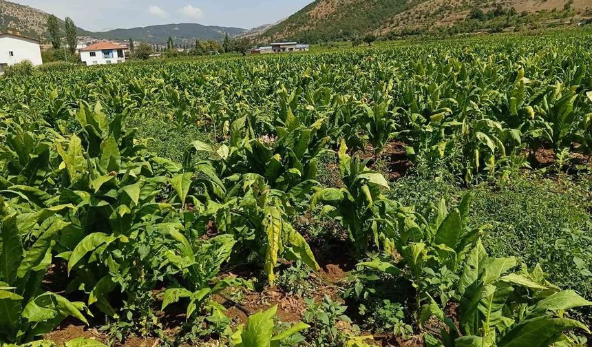 Dolu yağışı tütünlere zarar verdi