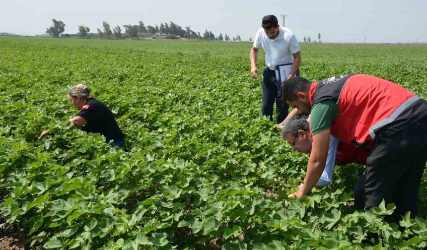Hatay'da Tarım Ürünleri Kontrolü Yapıldı