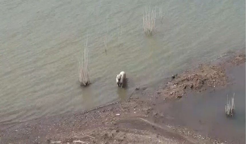 İslahiye'deki Köpekler Aşırı Sıcaklardan Barajda Serinliyor