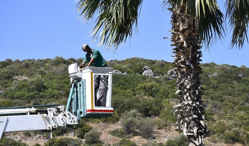 Kuşadası'nda palmiyelere bakım çalışması yapıldı