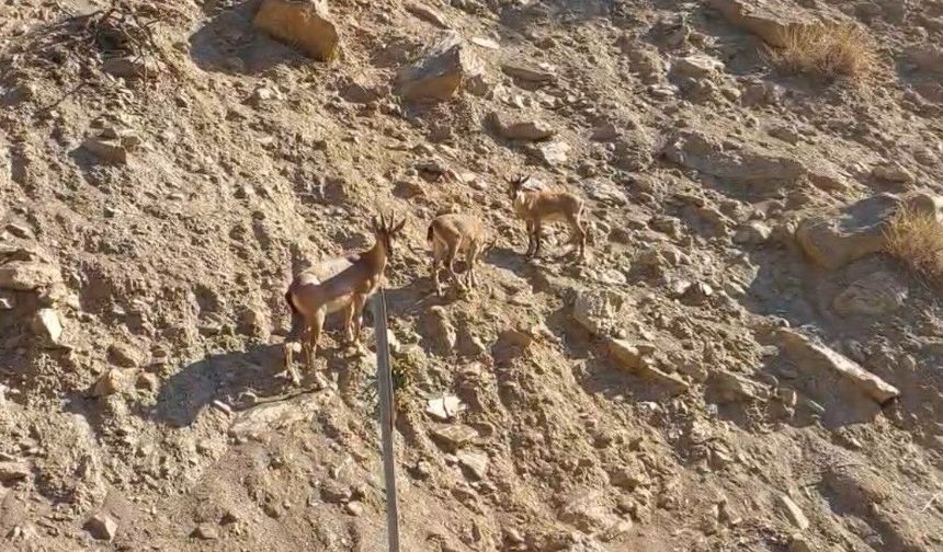 Tunceli'de nesli tükenme tehlikesindeki dağ keçileri kaydedildi