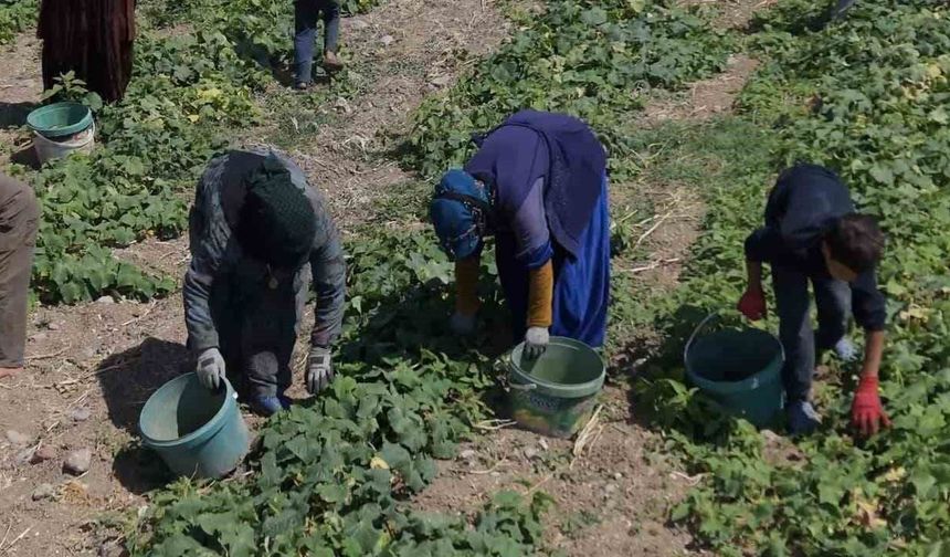 Turşu ustalarının son hazırlığı: Çubuk'ta festival heyecanı başladı