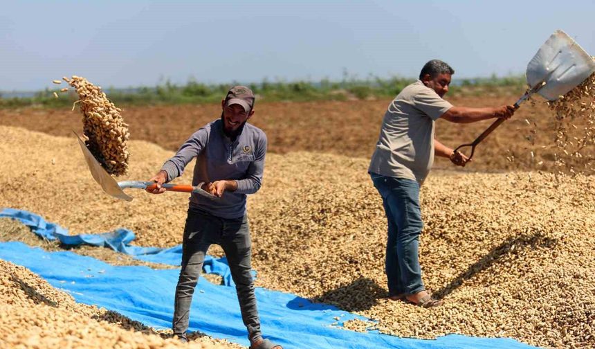 Adana'da yer fıstığı hasadı başladı, 135 bin ton rekolte hedefleniyor