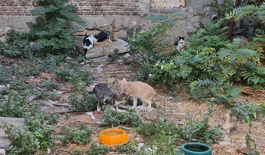 Bir Kediyle Başladı, Bir Kedi Cenneti Oldu