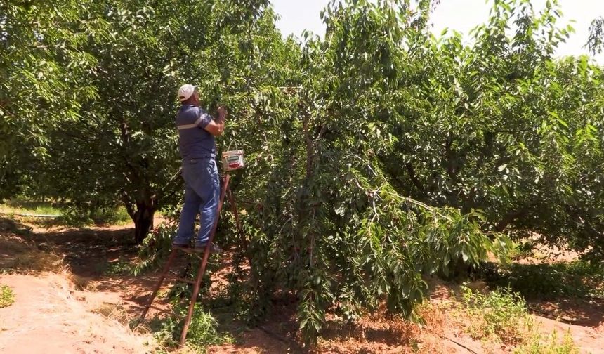 Emirler'de Kiraz Üretimi Patladı: Kapalı Sulama Sistemi ile Alanlar Genişledi