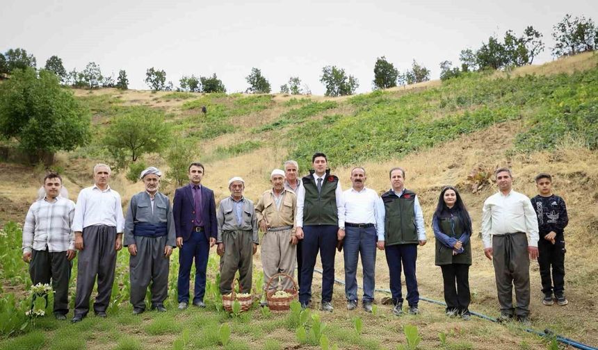 Şemdinli'de Üzüm Hasadı Coşkuyla Başladı