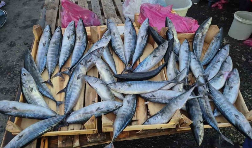 Tekirdağ'da palamut fiyatları 75 liraya geriledi