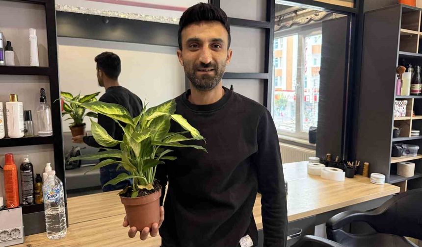 Difenbahya Bitkisi, Çocukları Tehdit Ediyor