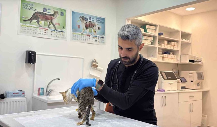Tokat'ta mide bulantısı ve kusma şikayetleri kedi ve köpeklerde de görüldü