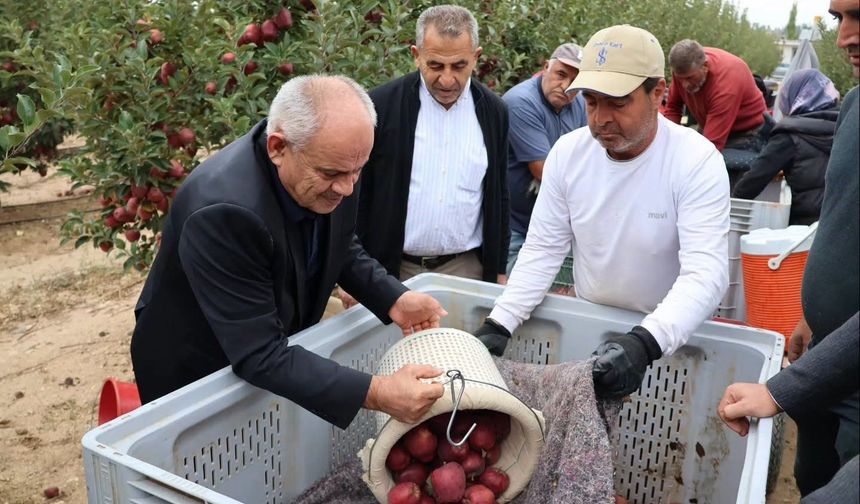 Yahyalı'da Elma Hasat Sezonu Coşkuyla Başladı