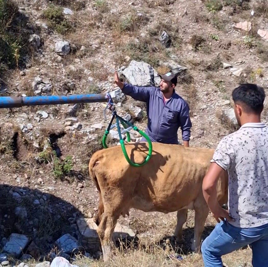 Çukura düşen hamile ineği önce serinletti, ardından kurtardı