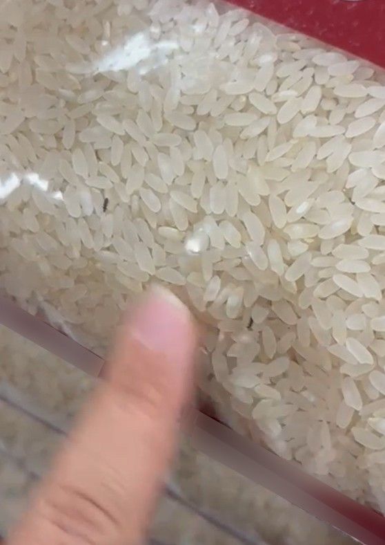 Elazığ'daki markette paketli pirinçte böcek skandalı