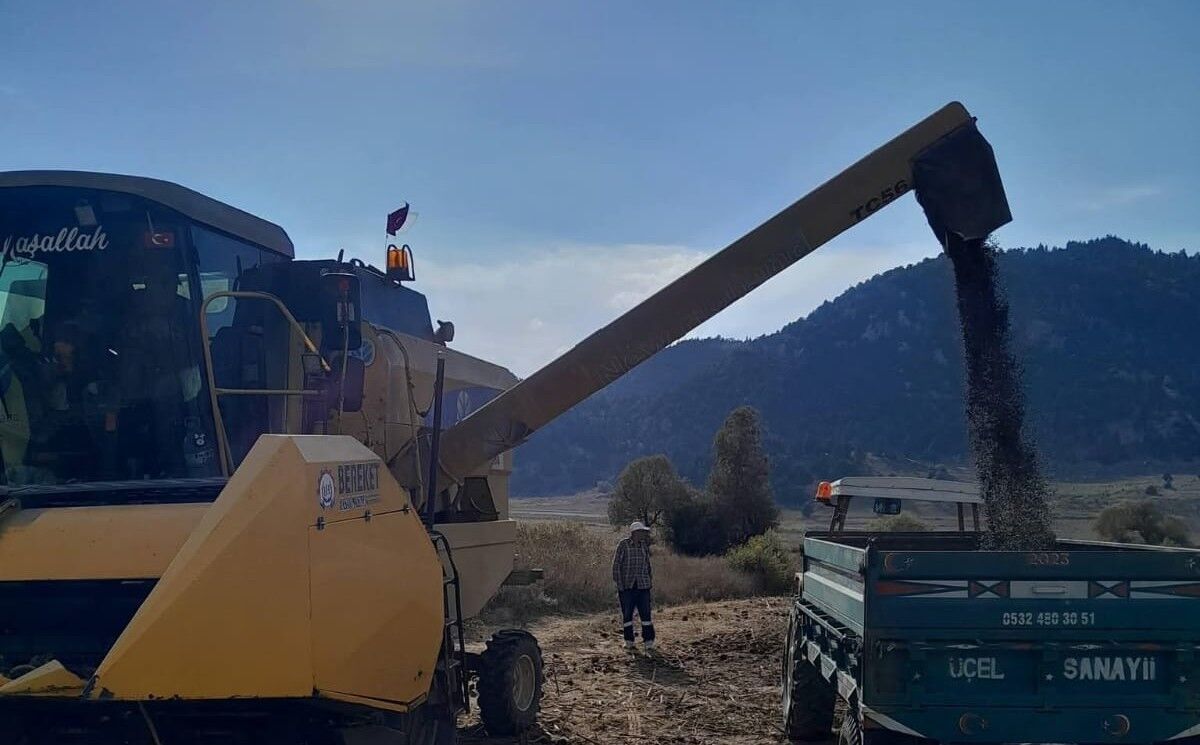 Andırın'da Ayçiçeği Hasadı Başladı